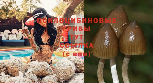 прущие грибы Абинск